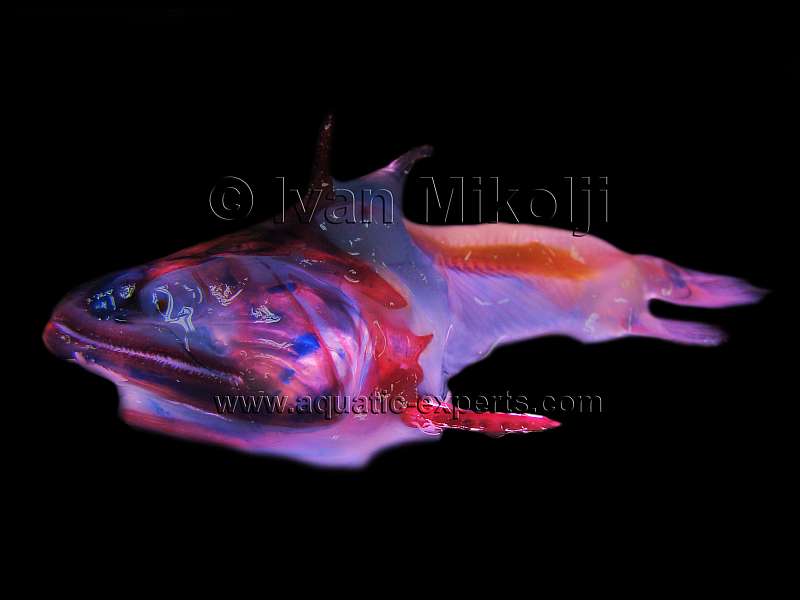 diaphanised fish